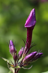 Ist es sicher, Viagra langfristig zu verwenden?